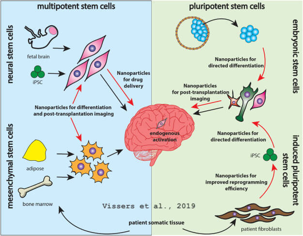 Stem Cell and Neurodegenerative Disease